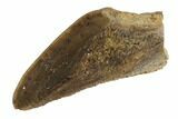 Hadrosaur (Duck-Billed Dinosaur) Tooth - Montana #91378-2